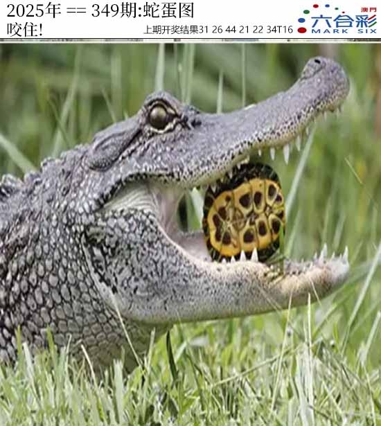 349期正版蛇蛋图[图]