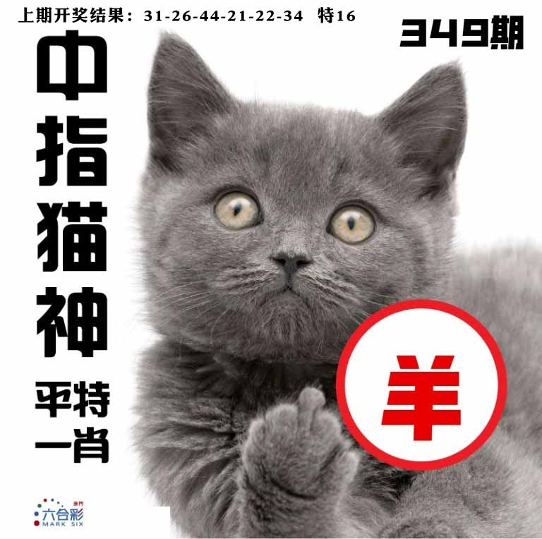349期中指猫神[图]